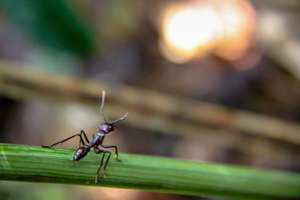 Looks innocent? The bite of this little fire ant can make a grown man cry