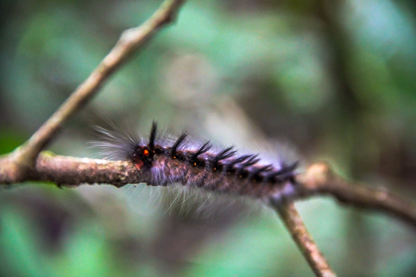 Plenty of creepy crawlies hide in the wilderness