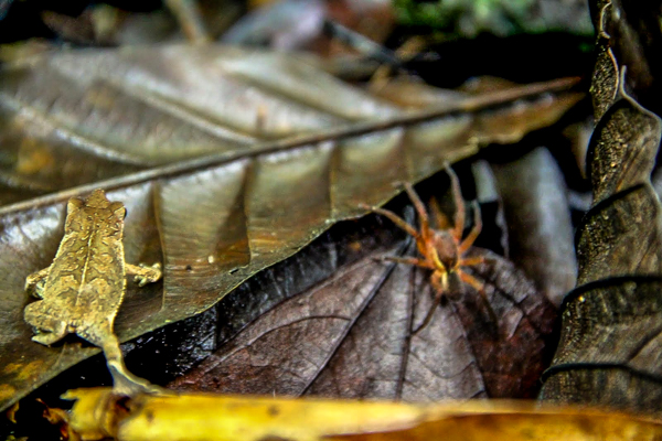 There's a whole world of creepy crawlies on the ground