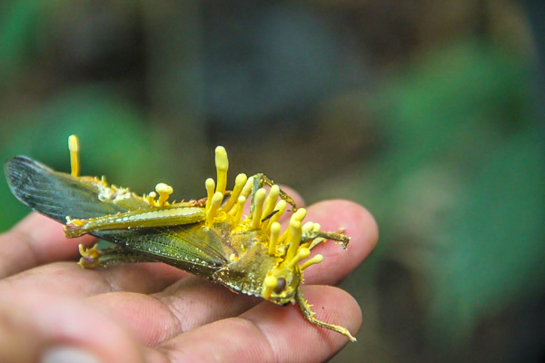 Amazon yellow bug insect